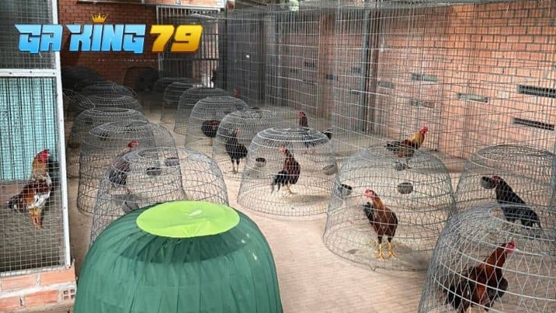 Các thông tin chung về trại gà Phúc Bình Dương