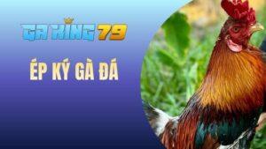 Ép ký gà đá