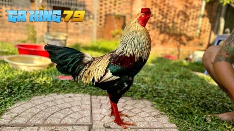 Ép ký gà đá sẽ có nhiều lợi ích hơn trong thi đấu