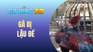 Gà bị lậu đế