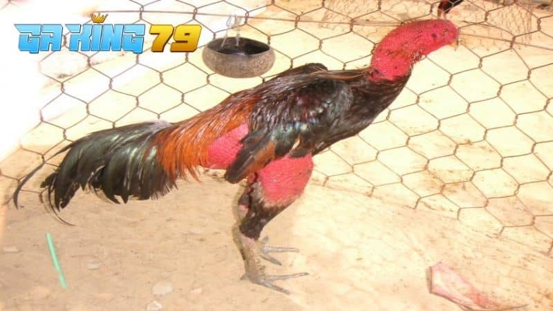 Gà bị lậu đế nghĩa là chiến đấu thua khi giành thứ hạng trong đàn gà