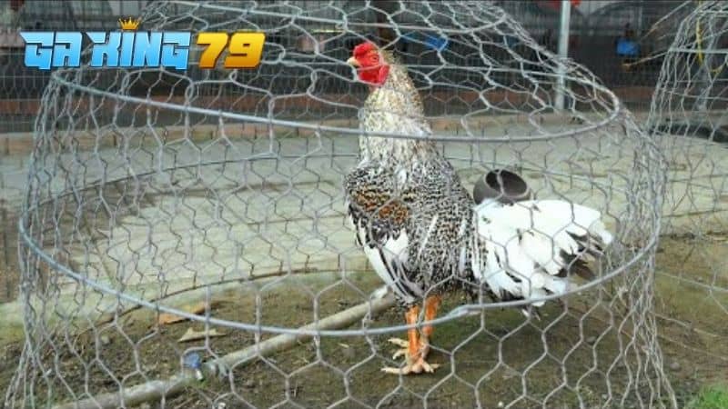 Gà cú thương hiệu của Phúc Bình Dương