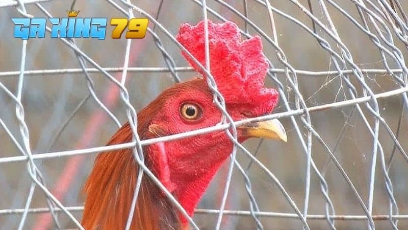 Gà đá ít gáy có thể là do chưa căng lửa