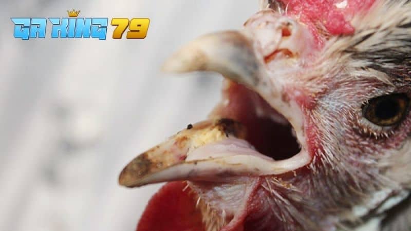 Gà thở nhiều có thể là do kiệt sức sau khi thi đấu hoặc mắc các bệnh về hô hấp