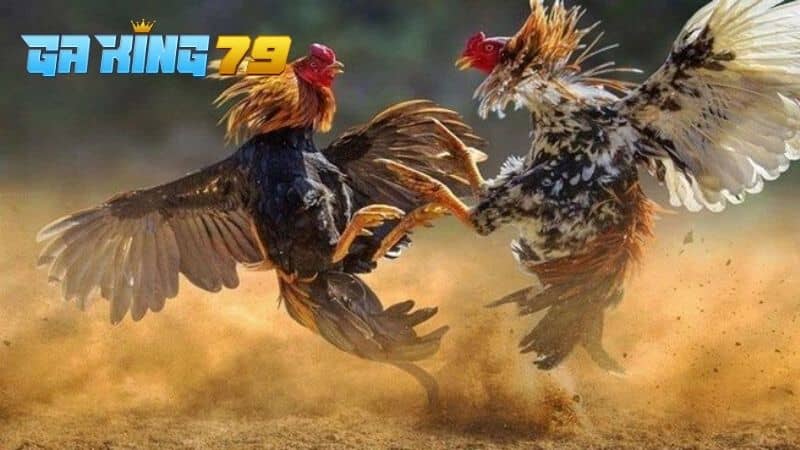 Giai đoạn vần gà đá là từ 3 tháng tuổi đến 6 tháng tuổi