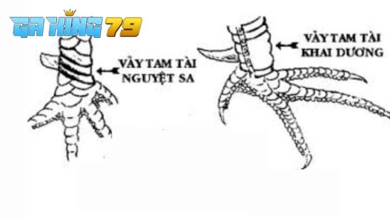 Vảy tam tài nguyệt sa có hình dạng như một lưỡi liềm