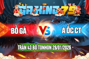 Trận 43 Tonhon 28/01/2026 – Bồ Gà vs A Ốc CT